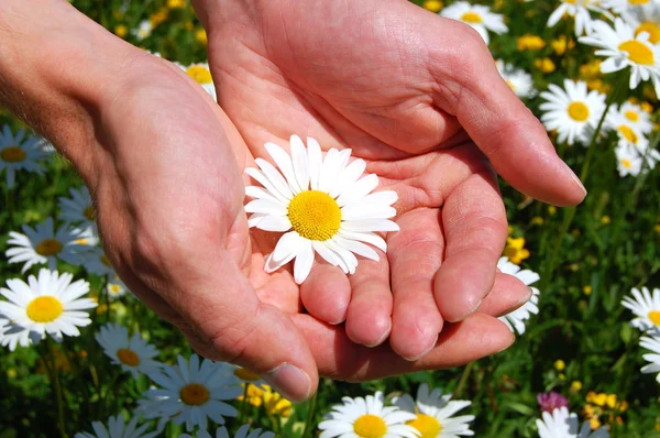 Hands holding a daisy — Stock Photo, Image