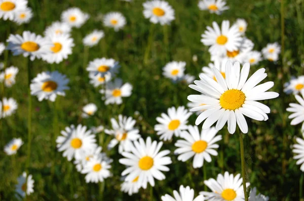 Gebied van madeliefjes — Stockfoto