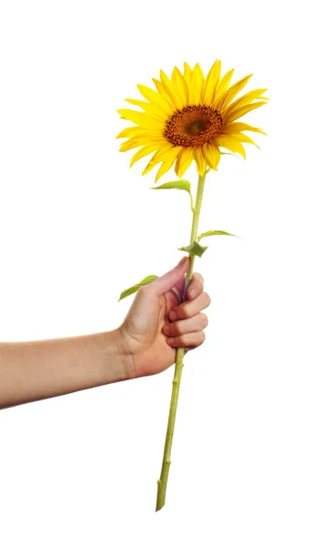 Give a sunflower — Stock Photo, Image