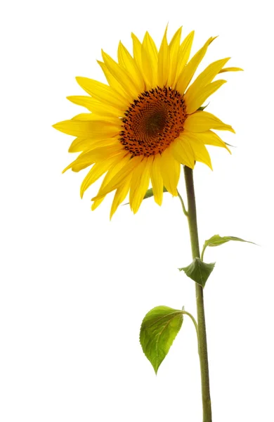 Sunflower — Stock Photo, Image