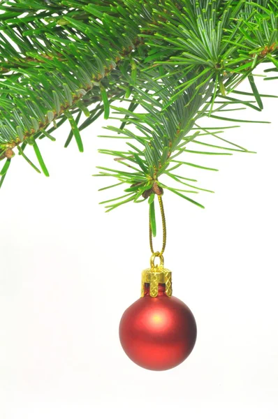 Christmas branch with ball — Stock Photo, Image