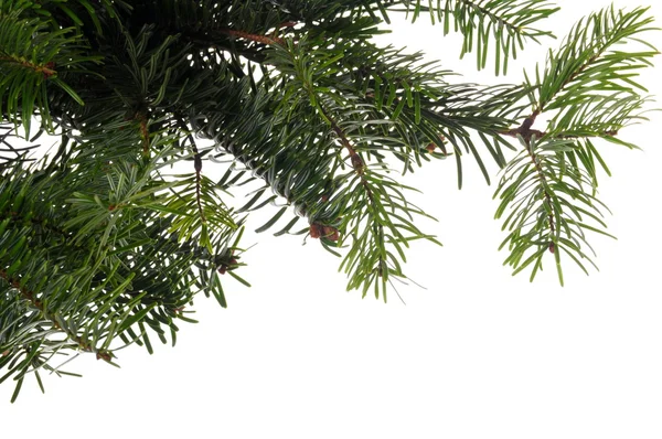 Ramas del árbol de Navidad — Foto de Stock