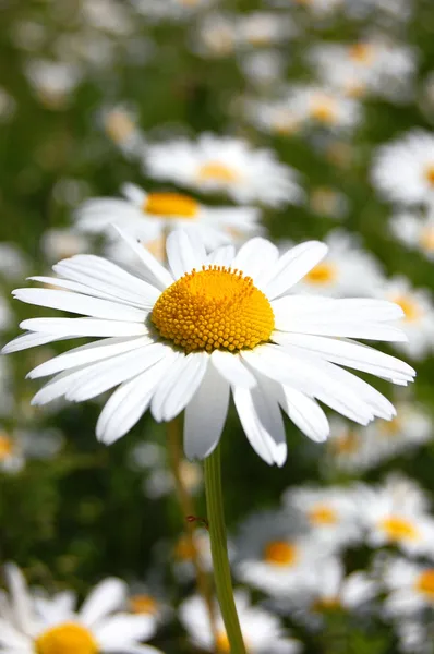 Gänseblümchen auf einem Feld — Stockfoto