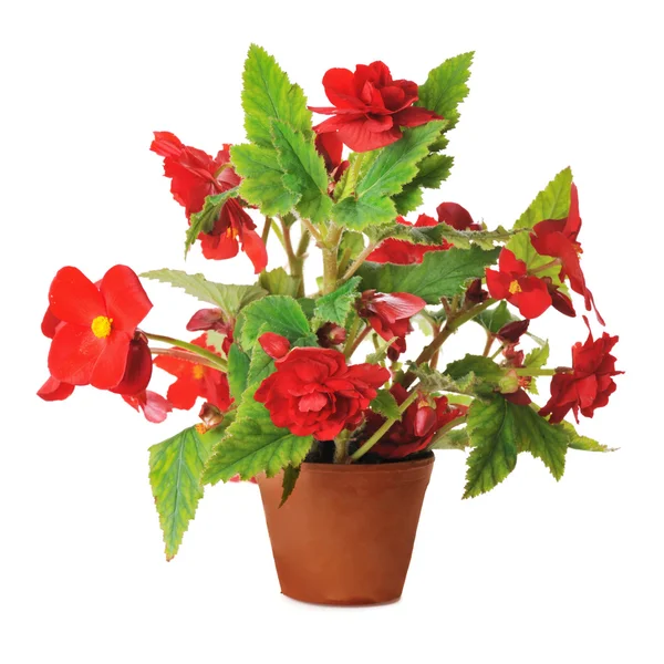 Rode begonia — Stockfoto
