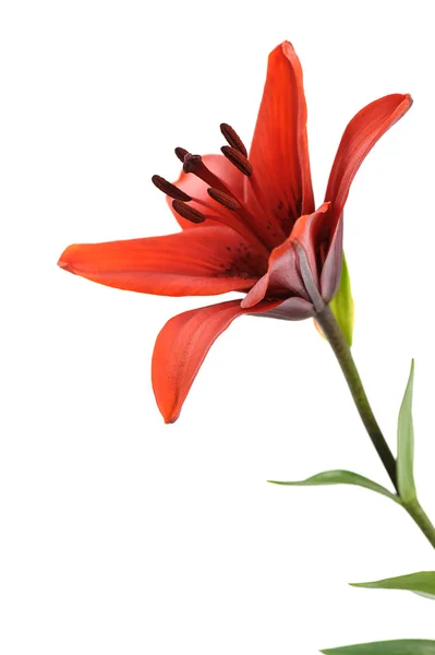 Red lily — Stock Photo, Image