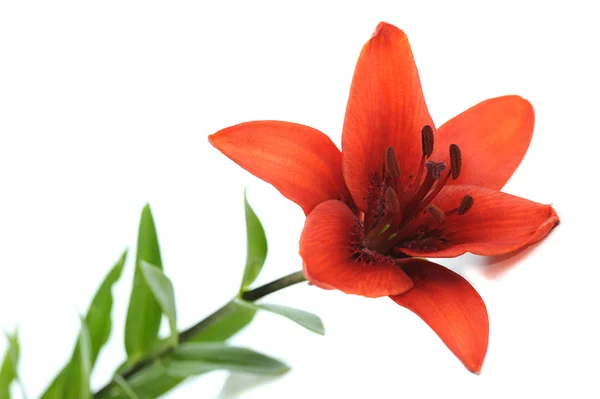 Red lily — Stock Photo, Image