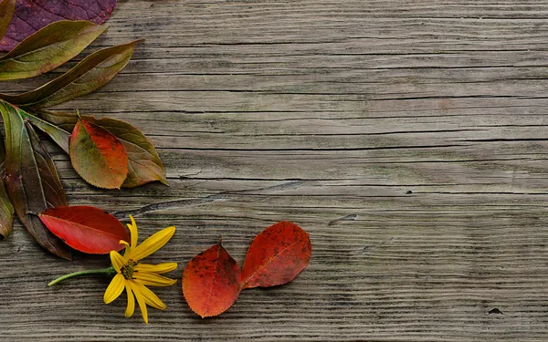 Herfst bladeren op hout achtergrond — Stockfoto
