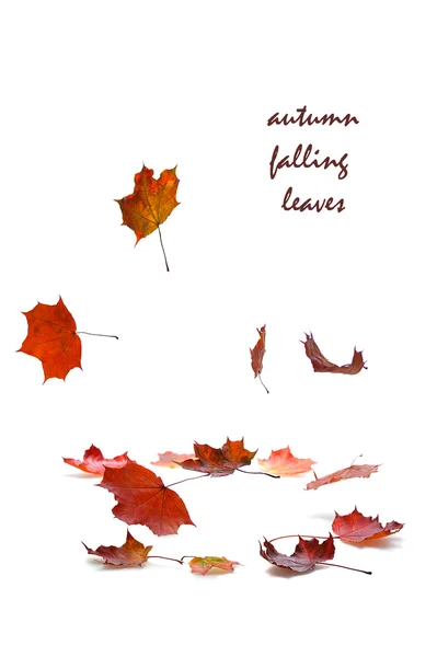 Autumn falling leaves — Stock Photo, Image