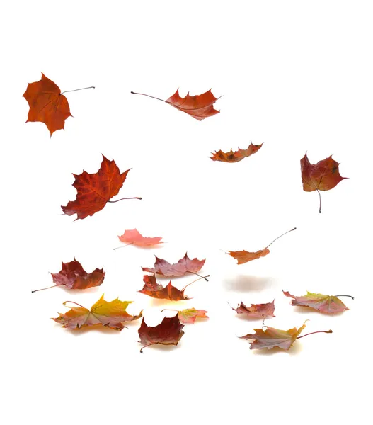 Autumn falling leaves — Stock Photo, Image