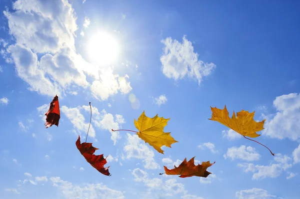 Осень падает листья — стоковое фото