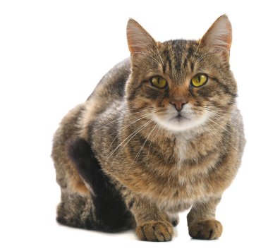 kedi beyaz arkaplanda izole edildi