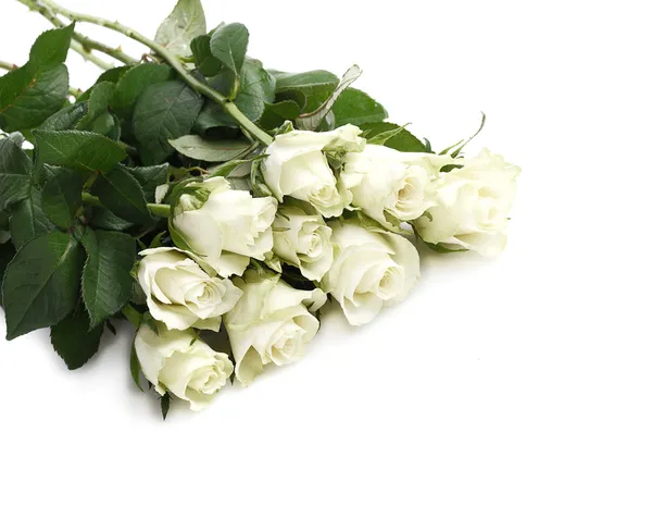 흰 장미 다발 — 스톡 사진