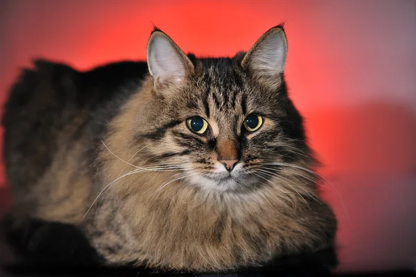 Retrato de gato —  Fotos de Stock