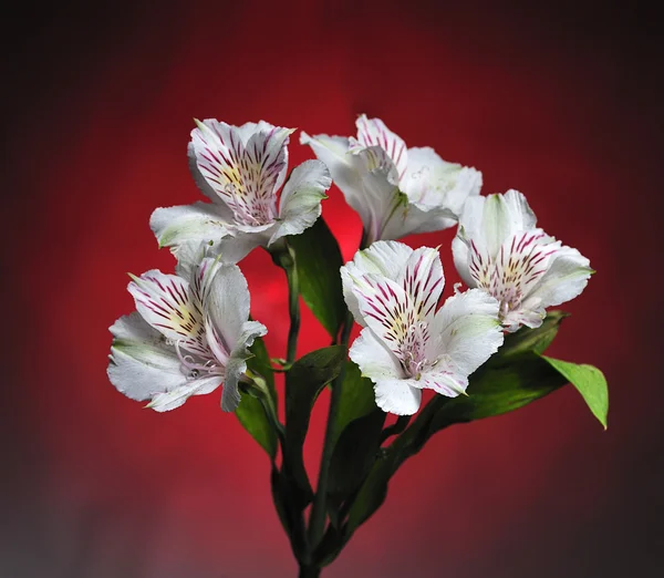 Weiße Blüten auf rot — Stockfoto