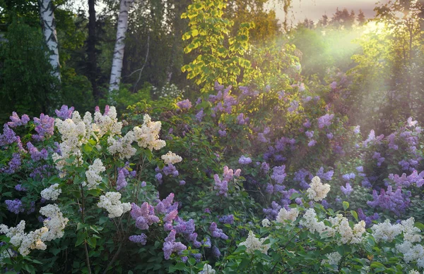 Lila bush in ochtend — Stockfoto