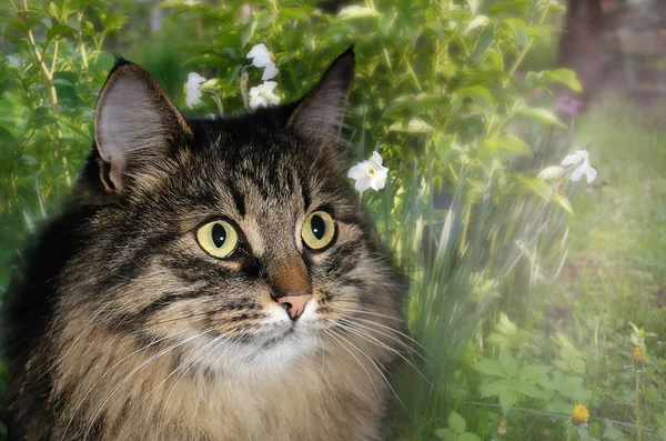 Cat in garden — Stock Photo, Image