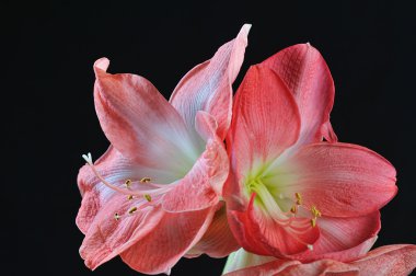 çiçek açan nergis zambağı