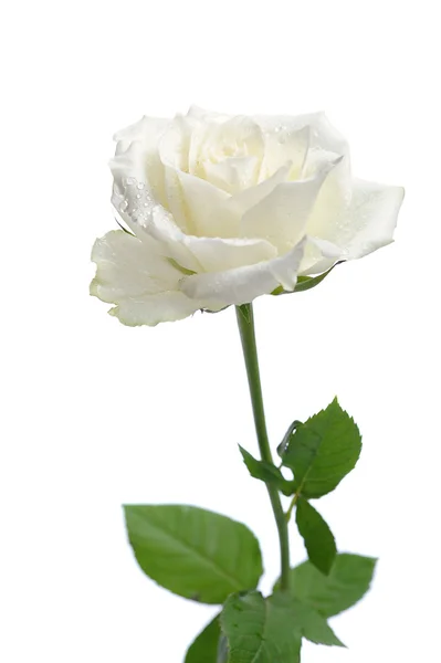 Weiße Rose — Stockfoto