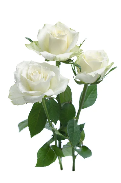 White roses — Stock Photo, Image