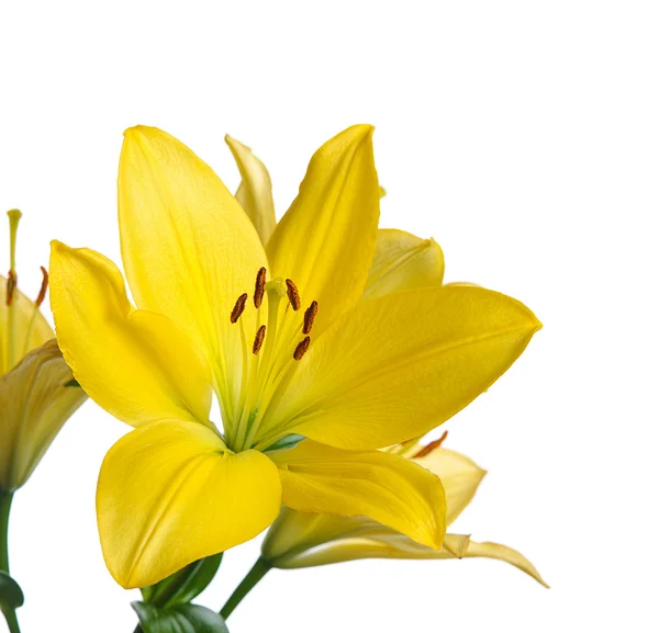 Yellow lily — Stock Photo, Image