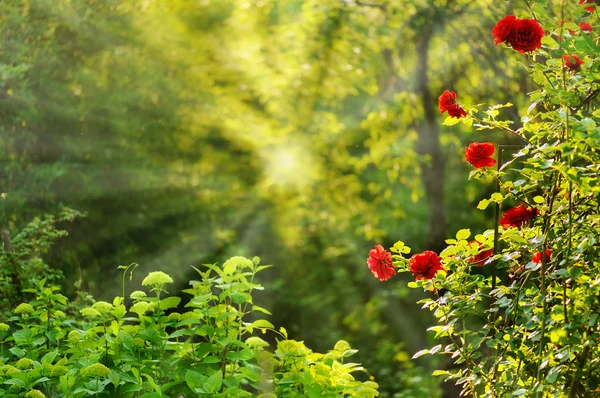 Natur bakgrund — Stockfoto