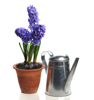 Seramik kap içinde mavi sümbül