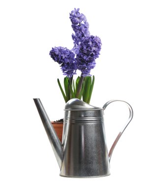 Seramik kap içinde mavi sümbül