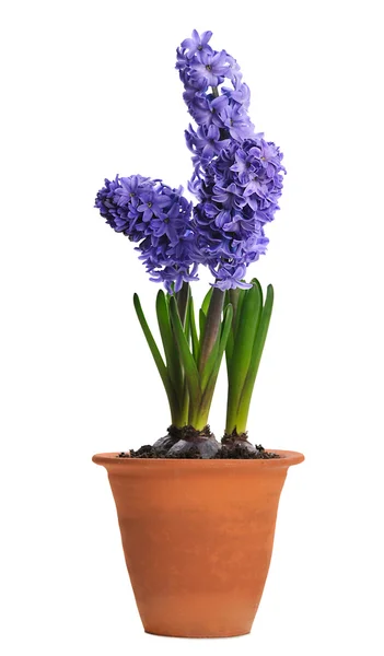 Blue hyacinth in ceramic pot — Stock Photo, Image