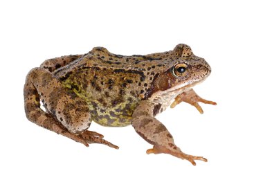 kurbağa