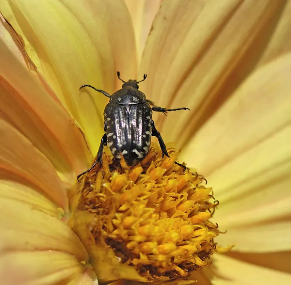 Schwarzkäfer — Stockfoto