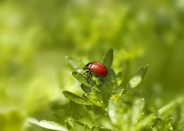 Small red bug — Stock Photo, Image