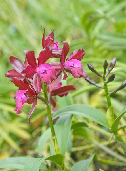 Üvegházban trópusi orchidea — Stock Fotó