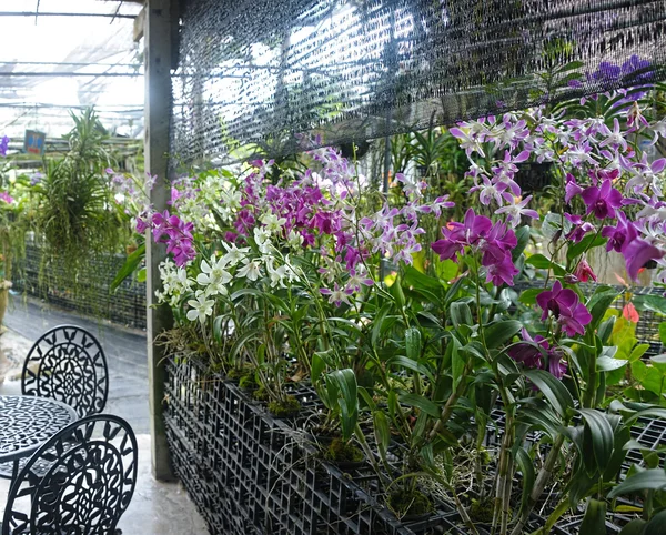 Orchid in tropische kas — Stockfoto