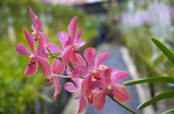 Orchidee im tropischen Gewächshaus — Stockfoto