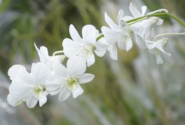 Orchidee im tropischen Gewächshaus — Stockfoto