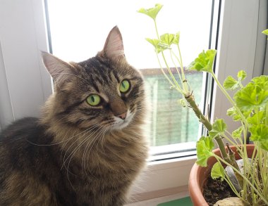 Kedi