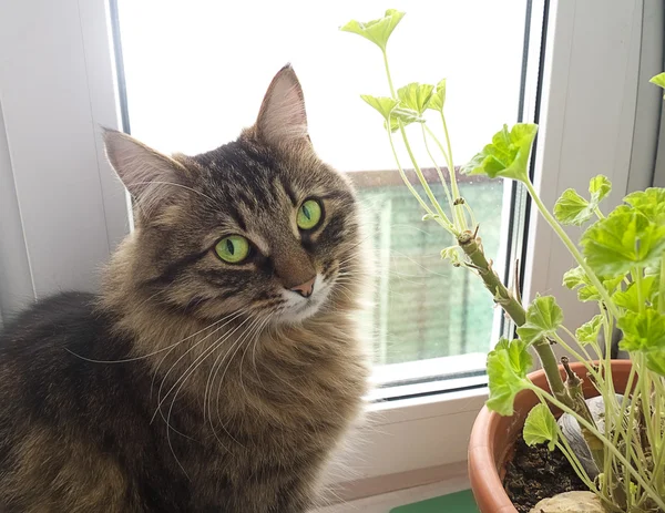 Gato — Fotografia de Stock