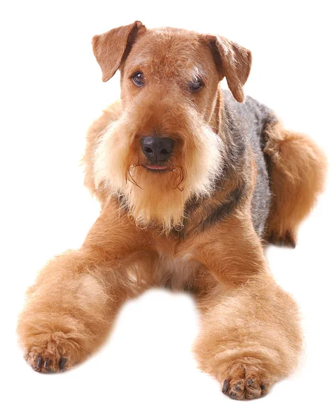 Perro Airedale —  Fotos de Stock