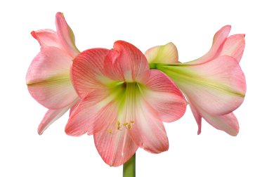 blooming amaryllis clipart