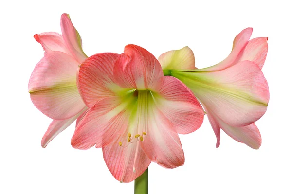 Blommande amaryllis — Stockfoto