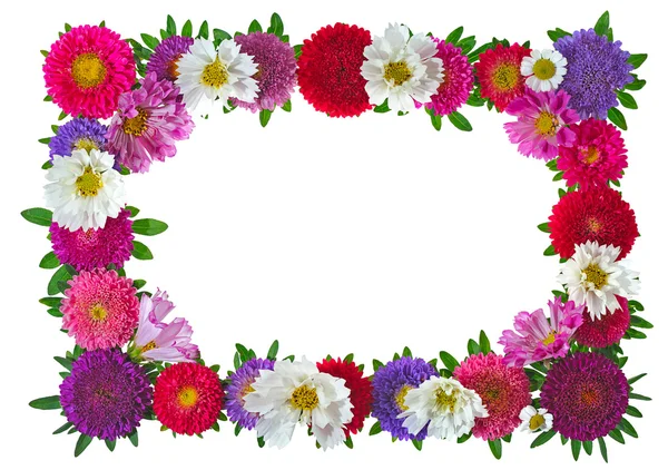 Colorful aster floral frame — Stock Photo, Image