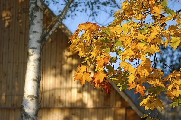 Podzimní javorová větev — Stock fotografie