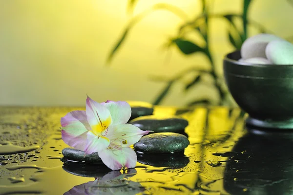 Spa still life — Stock Photo, Image