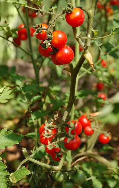 Growing tomatos — Stock Photo, Image