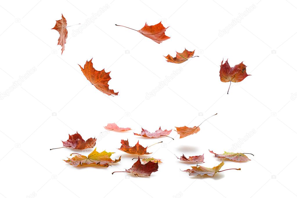 falling leaves