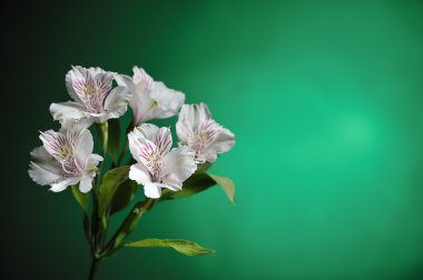 Beyaz alstroemeria