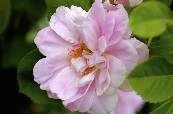 Roze rozen — Stockfoto