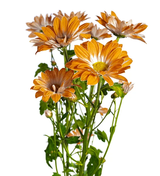 Chrysant — Stockfoto