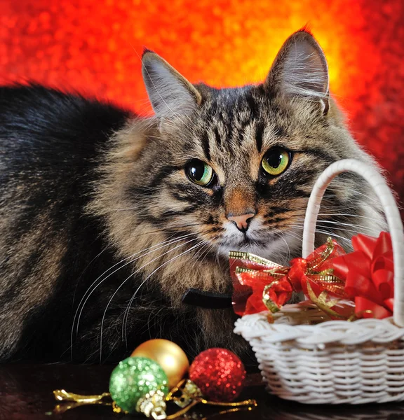 Jul katt — Stockfoto