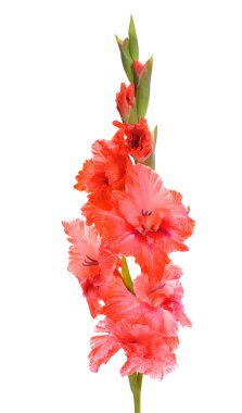 Glayöl